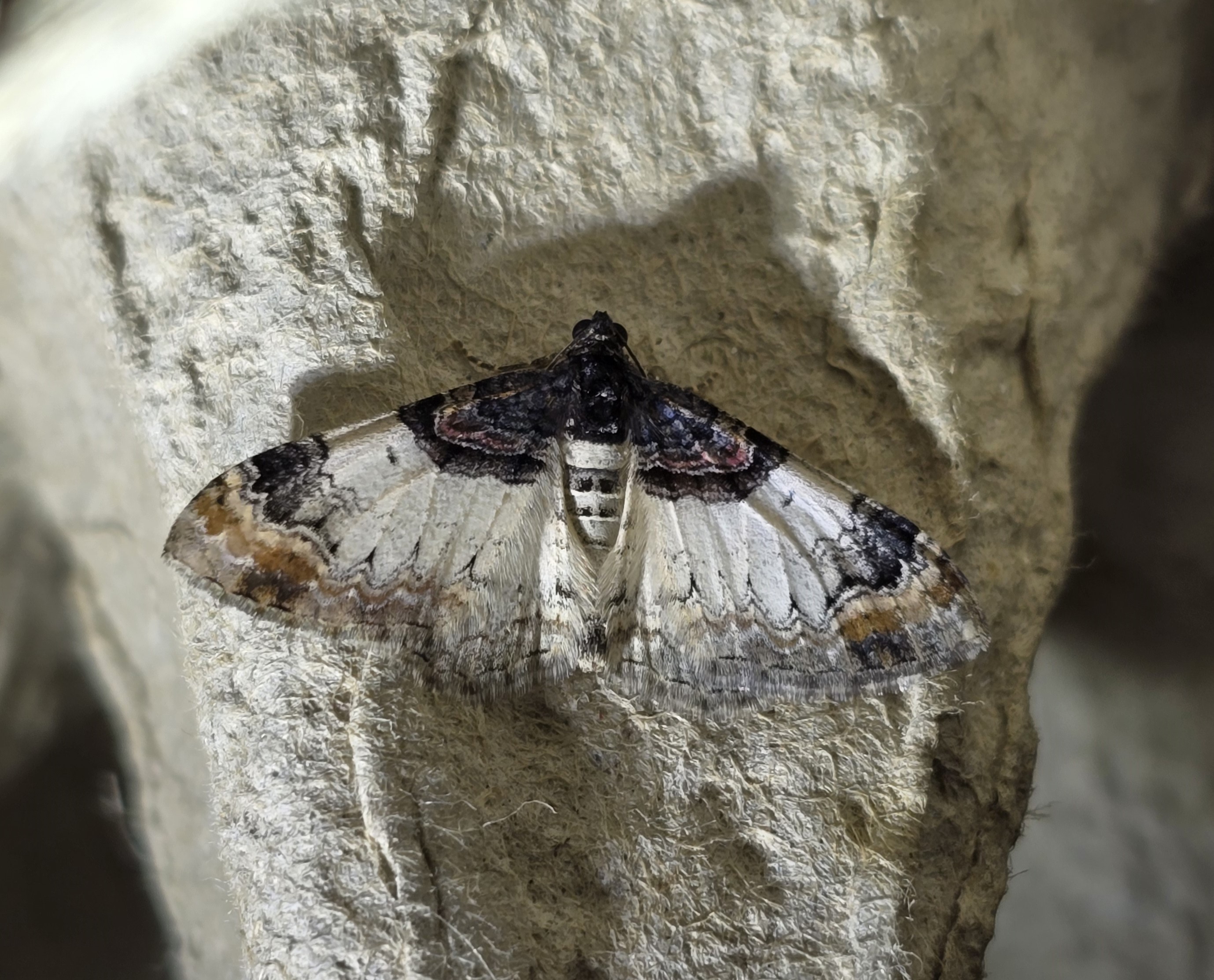 Photo of Royal Mantle (Catarhoe cuculata)